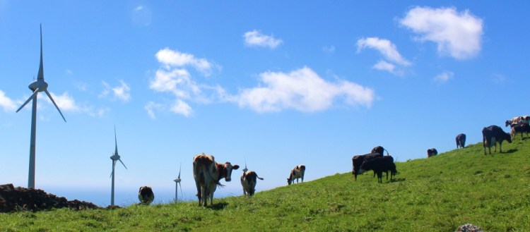 foto serra do cume pastos de vacas en terceira